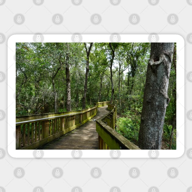 Florida Hike Sticker by Sparkleweather